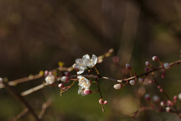 Blossoming branch with with flowers of cherry plum.