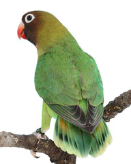 Rußköpfchen Agapornis nigrigenis Unzertrennliche