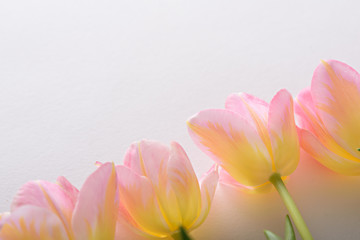 top view pink tulips with yellow iridescence on pink background