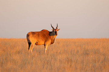 Male eland antelope (Tragelaphus oryx) in late afternoon light, Mokala National Park, South Africa.
