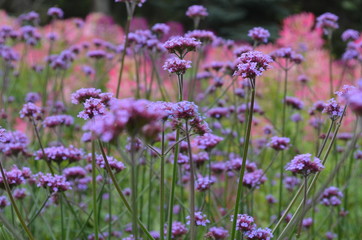 Verbena. Beautiful lilac inflorescences of small flowers. High-quality photo, for backgrounds, printing, design