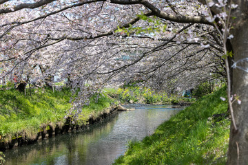 海老川沿いの桜と菜の花　千葉県船橋市　日本