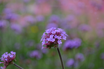 Verbena. Beautiful lilac inflorescences of small flowers. High-quality photo, for backgrounds, printing, design