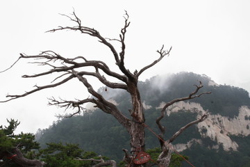 China yellow mountain with eagles