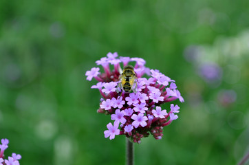 Verbena. Beautiful lilac inflorescences of small flowers. High-quality photo, for backgrounds, printing, design