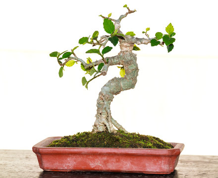 Bonsi is Tree of Art. Isolate on white background.