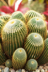 Fototapeta premium Close up of cactus to show detail of spiky.