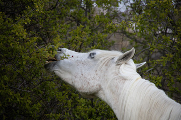 Beautiful female white arab horse grazing peacefully in a mountain meadow, stretching out to nibble the leaves of a tree. Funny cute horse.