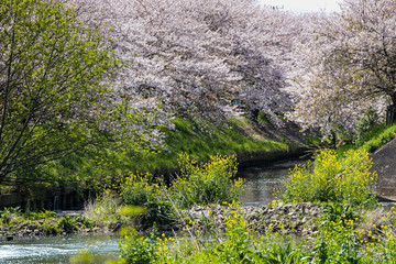 海老川沿いの桜と菜の花　千葉県船橋市　日本