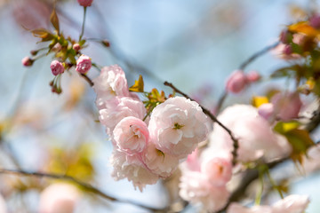 海老川沿いの桜　千葉県船橋市　日本