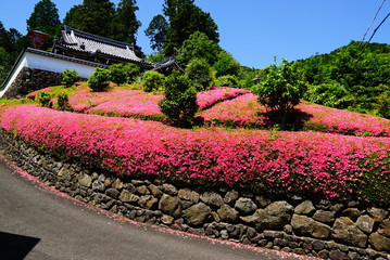 京都　善峯寺のサツキ