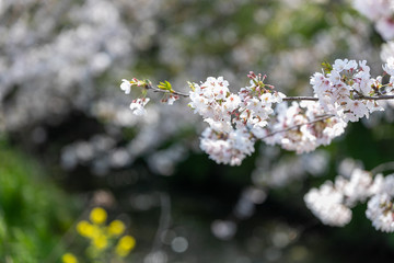 海老川沿いの桜　千葉県船橋市　日本