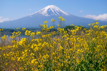 菜の花と富士山