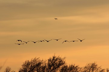 Flock of Canadian Geese at Sunset in Kansas with silhouettes.