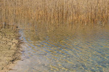 Dry reeds on the shoreline of a clear lake in Ukraine. The sun reflects in the water.