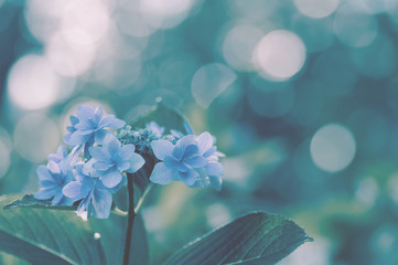 紫陽花　ハナビ　フィルム風
