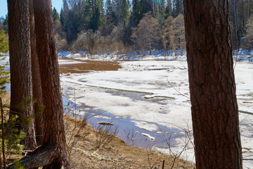 River with ice drift and and forest in a sunny spring day. Big white pieces of ice and snow in...