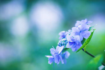 紫陽花　ハナビ