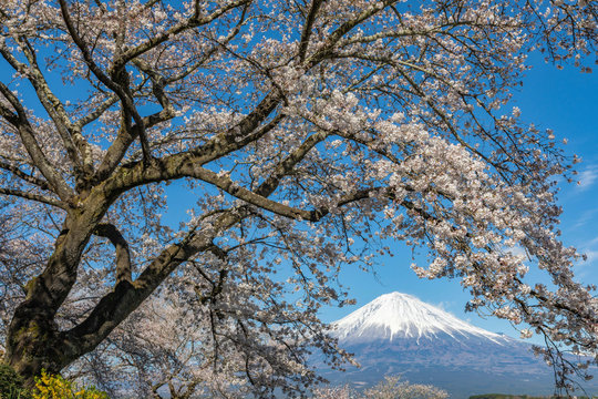 桜と富士山