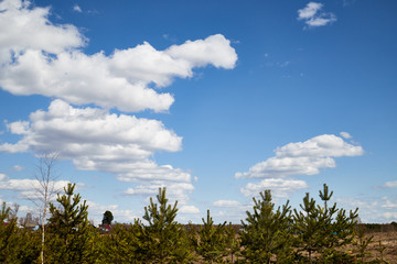 Spring landscape with white clouds on blue sky over yellow field with grass and forest in background
