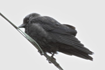 Black jackdaw on wire close up side view on gray sky background