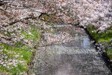 海老川沿いの桜　千葉県船橋市　日本