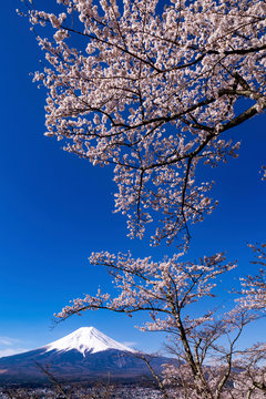 新倉山富士浅間公園から望む桜と富士山
