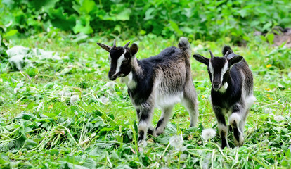 Little goat go for a walk and eat grass