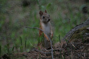 Eurasian red squirrel (Sciurus vulgaris) in forest