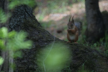 Eurasian red squirrel (Sciurus vulgaris) in forest