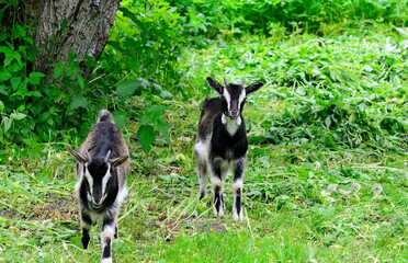 Obraz premium Little goat go for a walk and eat grass