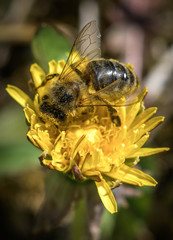 Biene auf einem Löwenzahn