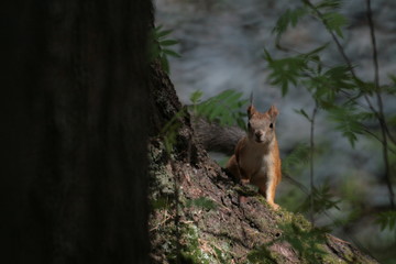 Eurasian red squirrel (Sciurus vulgaris) in forest