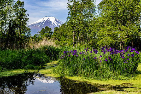 新緑とあやめと富士山