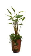 green plant in flowerpot on white background.