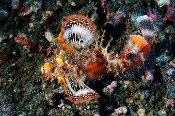 Spiny devilfish, Inimicus didactylus, Sulawesi Indonesia.
