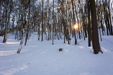 Słoneczny dzień w parku zimą © Heroc