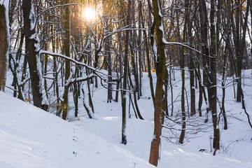 Słoneczny dzień w parku zimą © Heroc