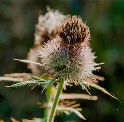 Chardon sauvage à Tauriac-de-Camarès, France