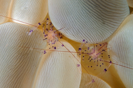Bubble coral shrimps, Vir philippinensis, Raja Ampat Indonesia