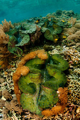 Giant clam, Tridacna gigas, Raja Ampat West Papua Indonesia.
