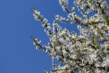 white flowers on a tree SONY DSC