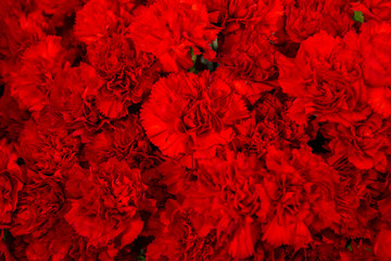 Carpet of beautiful red roses. Romantic background