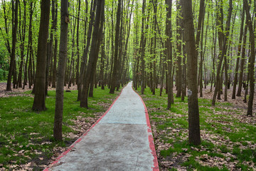 Biike path paved among the trees in the park. Nature