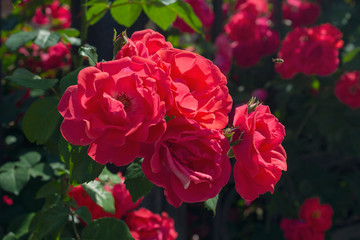 Beautiful red roses in the garden. Flowers