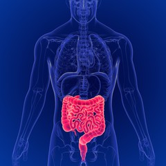 3D Illustration of Human Digestive System Large and Small Intestine Anatomy