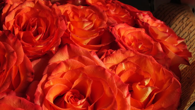 macro image of bright red-orange roses on a dark background