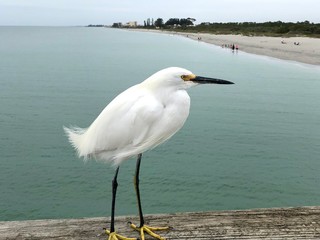 Egret on the handrail of a pier in Naples, Florida