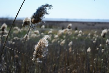 Obraz premium reeds by the salt lake SONY DSC