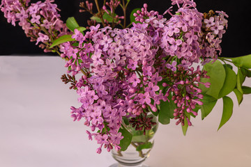 Lilac colored lilac flower / Syringa Vulgaris